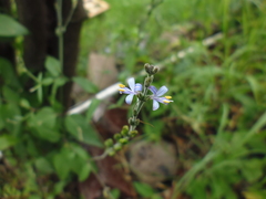Carlowrightia parviflora