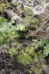 Lomatocarum alpinum