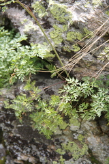 Lomatocarum alpinum
