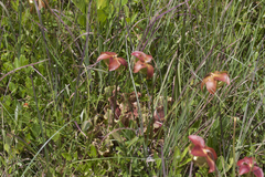 Sarracenia purpurea venosa