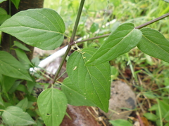 Carlowrightia parviflora
