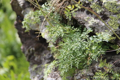 Lomatocarum alpinum