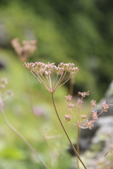 Lomatocarum alpinum