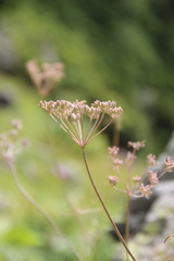 Lomatocarum alpinum