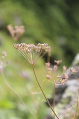 Lomatocarum alpinum