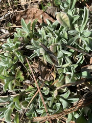 Antennaria dioica