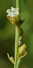 Thesium procerum
