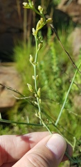 Thesium procerum