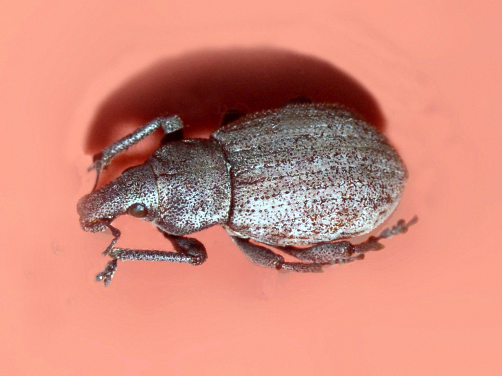 Barynotus margaritaceus