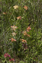 Sarracenia purpurea venosa