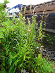 Jacobaea paludosa paludosa