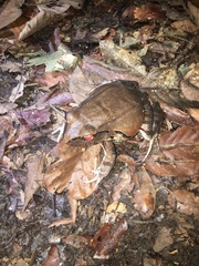 Leptodactylus pentadactylus