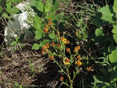 Helenium microcephalum