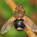 Early Tachinid Fly - Photo (c) Judy Gallagher, some rights reserved (CC BY)