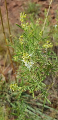 Ocimum angustifolium