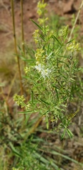 Ocimum angustifolium