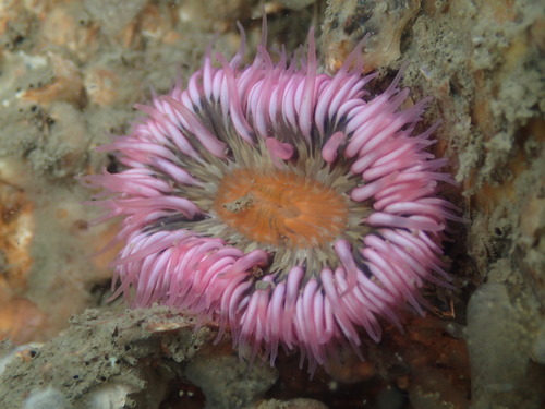 Cylista troglodytes (Price, 1847)