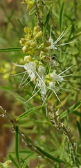 Ocimum angustifolium