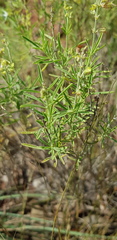 Ocimum angustifolium