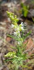 Ocimum angustifolium