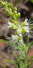 Ocimum angustifolium