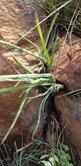Aloe verecunda