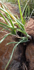 Aloe verecunda