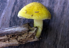 Pluteus mammillatus