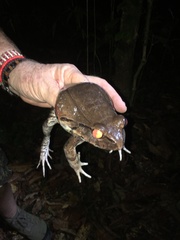 Leptodactylus pentadactylus