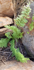 Cheilanthes hirta