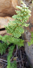 Cheilanthes hirta