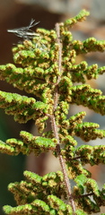 Cheilanthes hirta