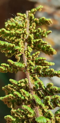 Cheilanthes hirta