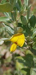 Rhynchosia nitens