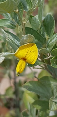 Rhynchosia nitens
