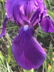 Iris lutescens subbiflora