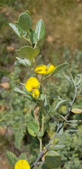 Rhynchosia nitens