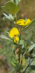 Rhynchosia nitens