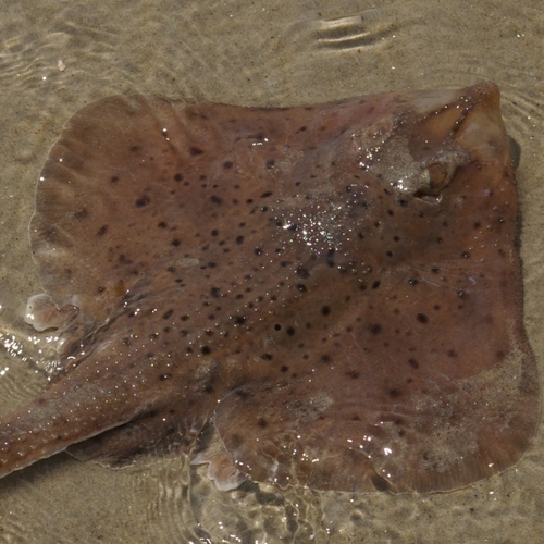 Little Skate, photo 7 of 8