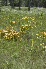 Sarracenia flava