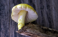 Pluteus mammillatus