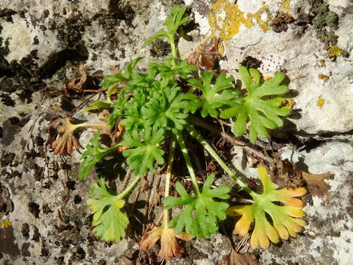 Image of Saxifraga irrigua by (c) Пані Тимошенко, some rights reserved (CC BY-SA)