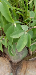 Adenia glauca