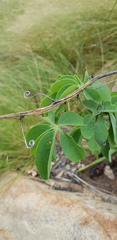 Adenia glauca