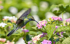 Colibri serrirostris