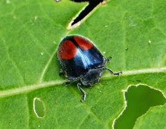 Epilachna sellata