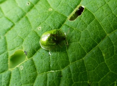 Plagiometriona herbea