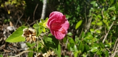 Hibiscus lavateroides