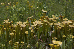 Sarracenia flava
