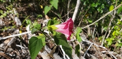 Hibiscus lavateroides